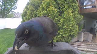 common grackle