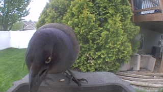 common grackle