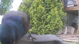 common grackle