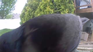american crow