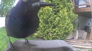 common grackle