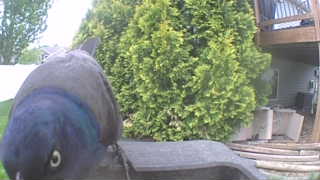 common grackle