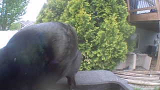 common grackle