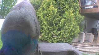 wild turkey