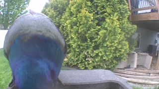 european starling