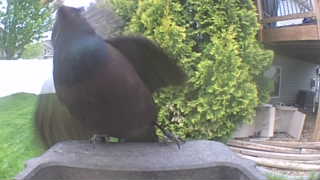 rock pigeon