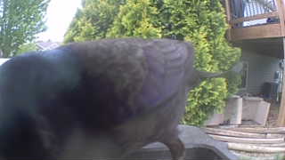 Unidentified clip