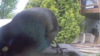 common grackle