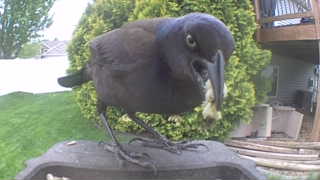 common grackle