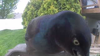 common grackle