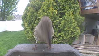 house sparrow