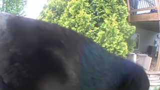 Unidentified clip