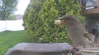 house sparrow