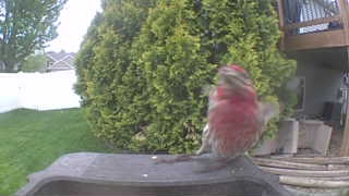 house finch