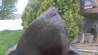 Unidentified clip