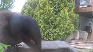 common grackle