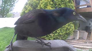 common grackle