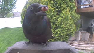 common grackle