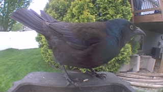 common grackle