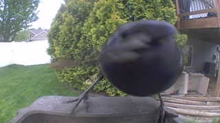 european starling