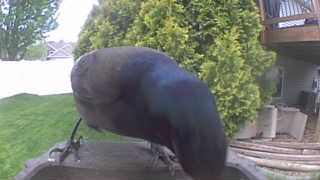 common grackle