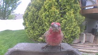 purple finch