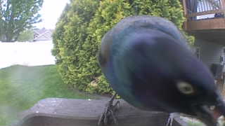 common grackle