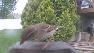 house sparrow