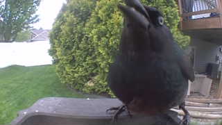 american crow