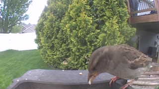 house sparrow