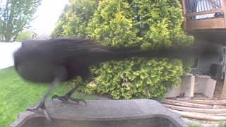 american crow