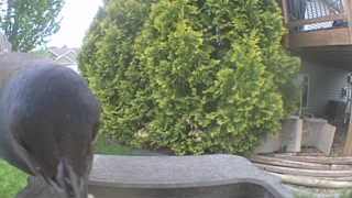 american crow