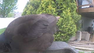 wild turkey