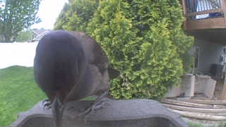 american crow