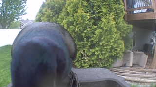 common grackle