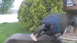 common grackle