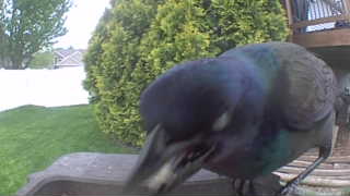 common grackle