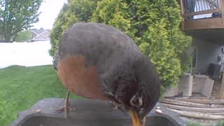 american robin