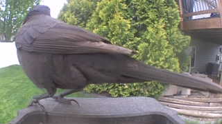 common grackle