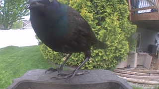 common grackle