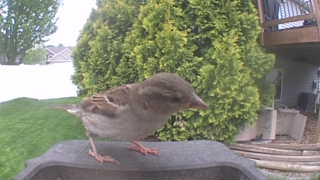 house sparrow