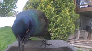 common grackle