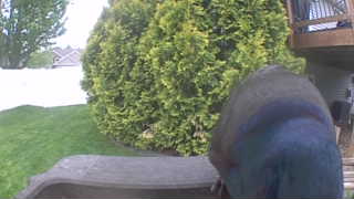 common grackle