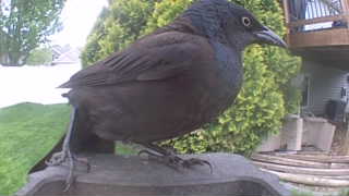 common grackle