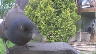 american crow