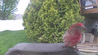 purple finch