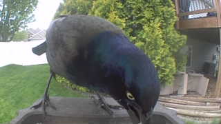 common grackle