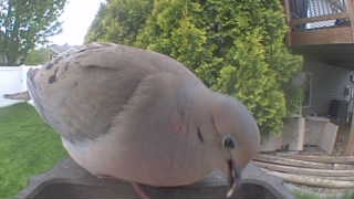 mourning dove