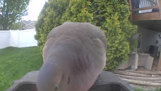 mourning dove