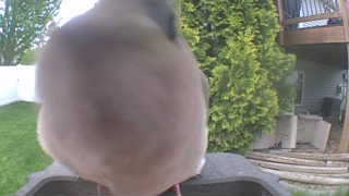 mourning dove